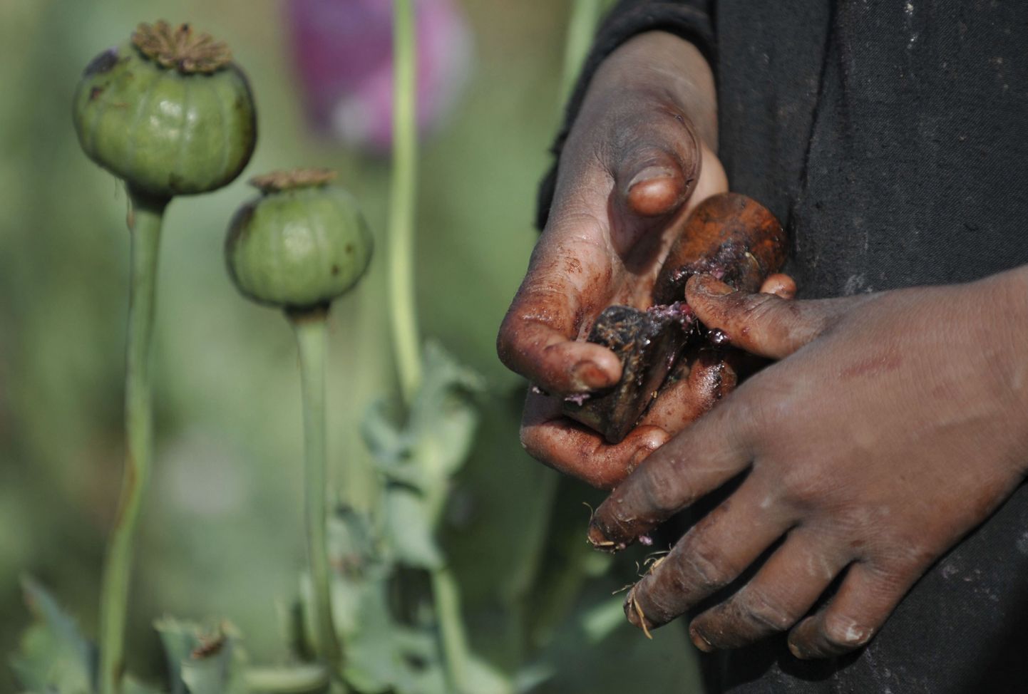 Oopiumimooni kasvatus Afganistanis.