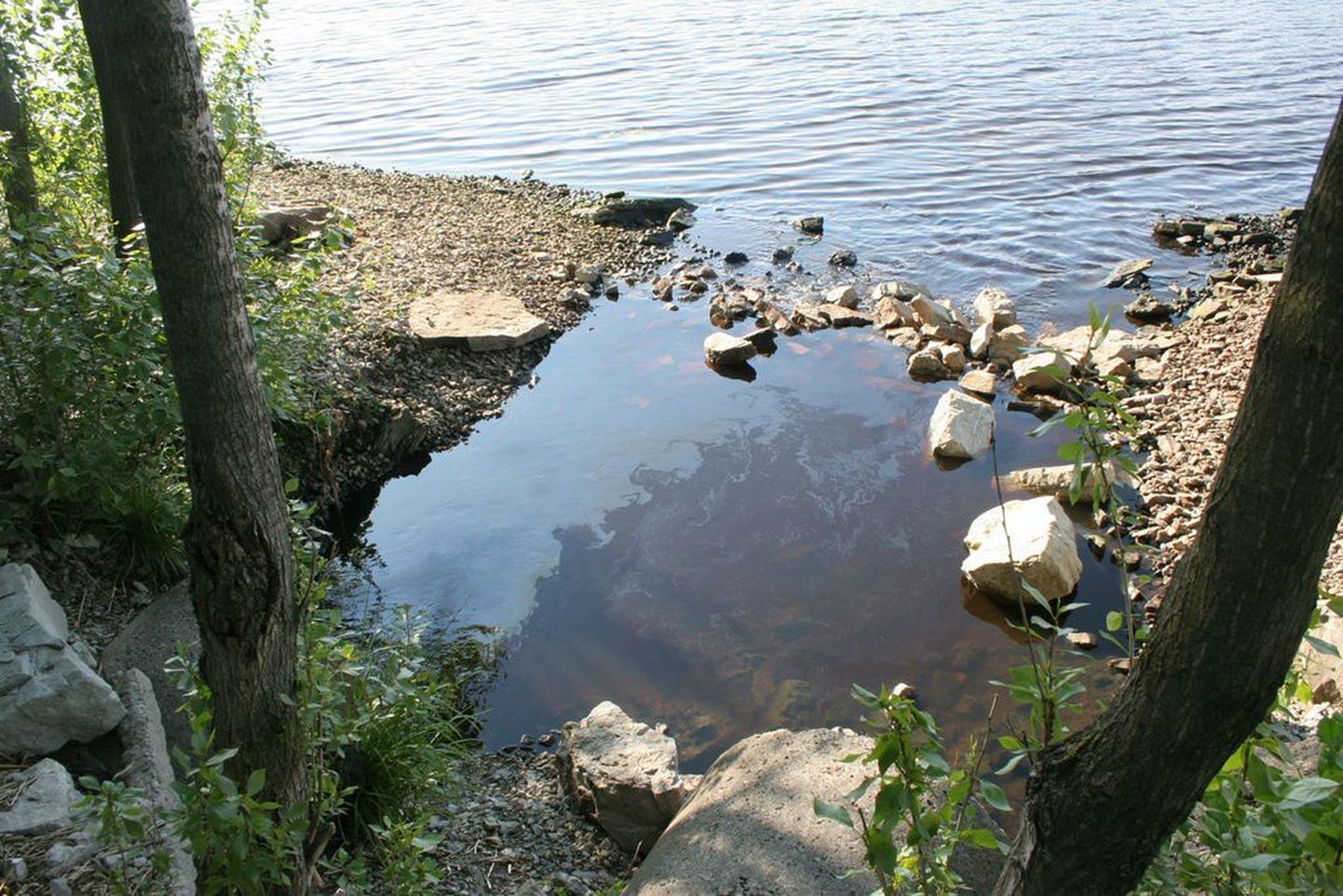 Pildil on maikuine õlireostus Pärnus Rääma oja suudmes Pärnu jõkke.