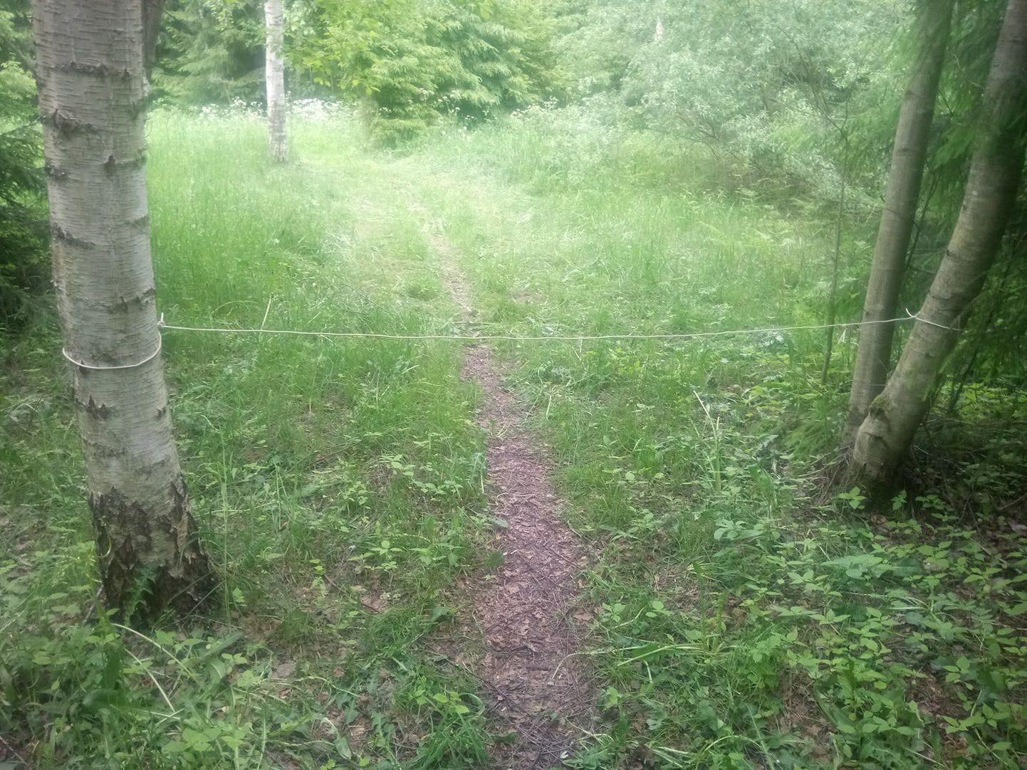 Tõrvandi lähedal metsa paigaldatud traat.