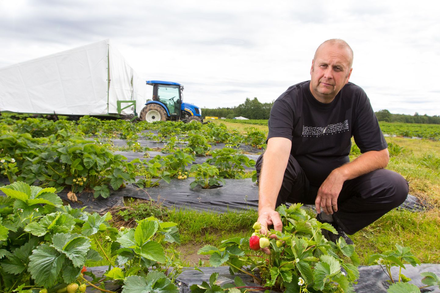 Maasikakasvataja Andrus Horni 12,5 hektari suuruselt põllult leiab maasikasortidest vaid «Sonata», mis talub hästi transportimist – nii Tallinnasse kui Soome.