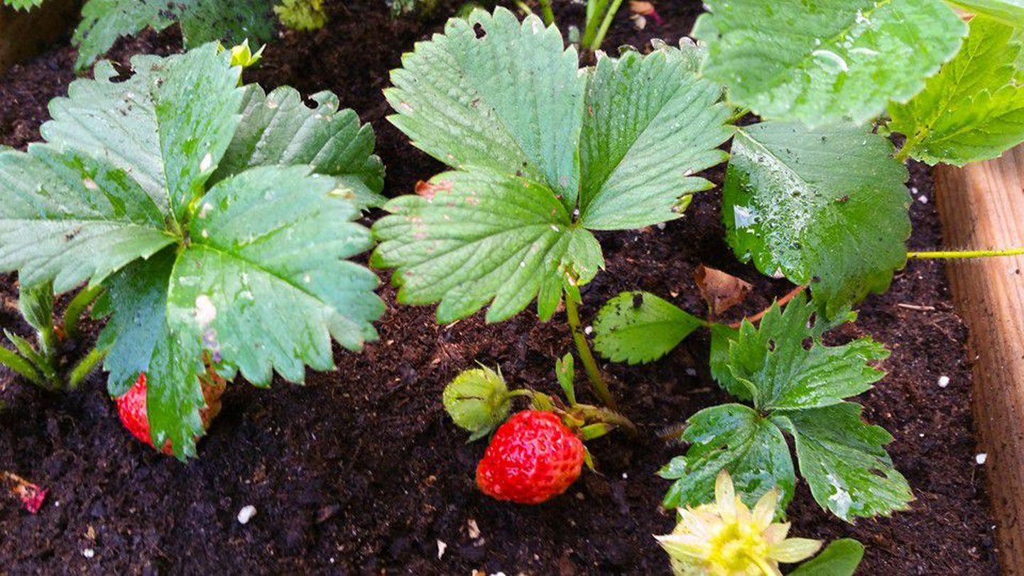 Koduaias saavad maasikad küpseks.