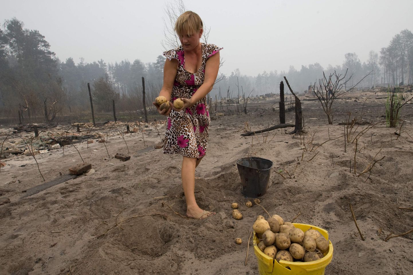 Naine võtab kartuleid Rjazani oblastis
