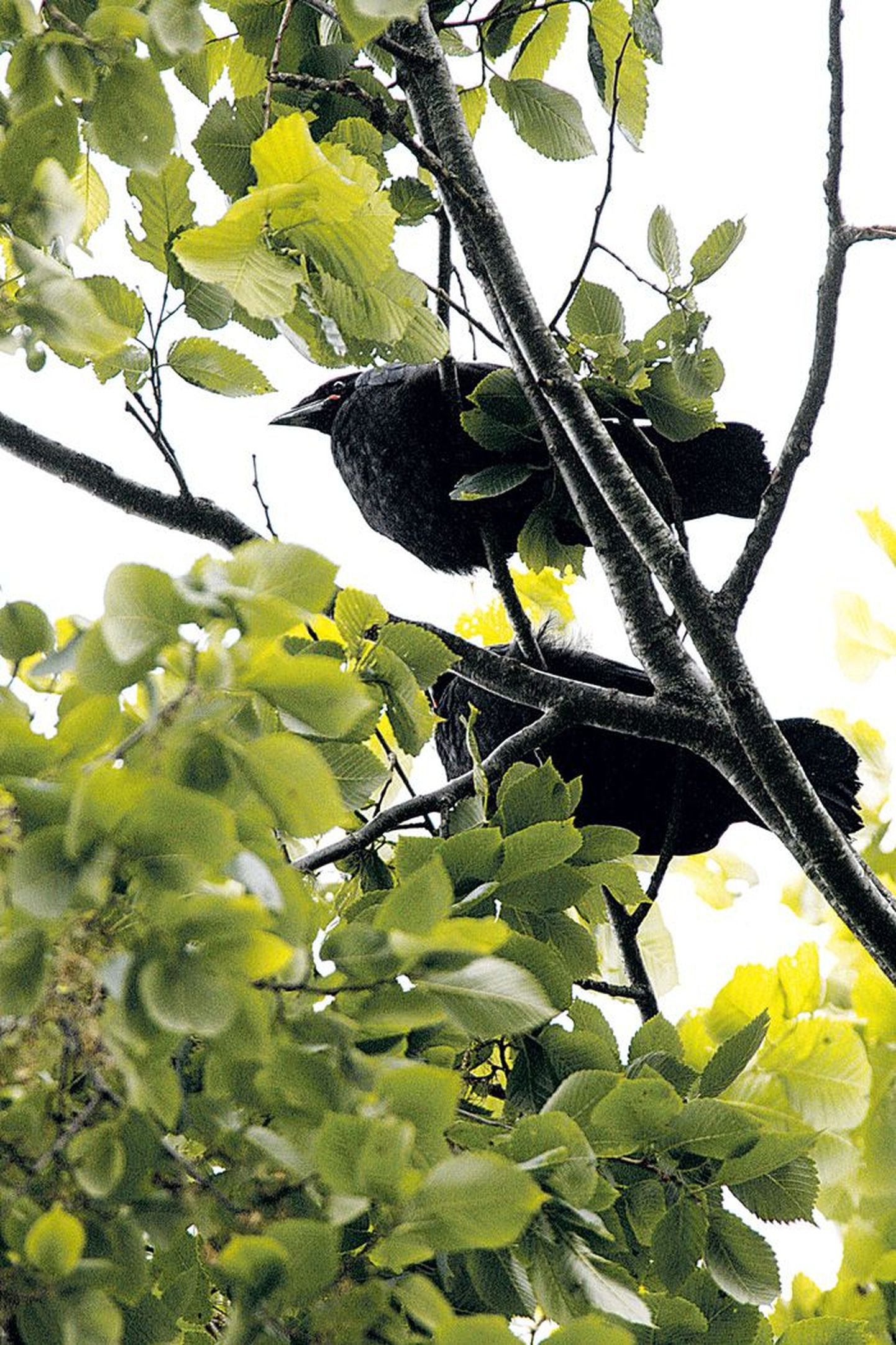 Eile hoidsid mustad linnud puulatvades linnal silma peal.