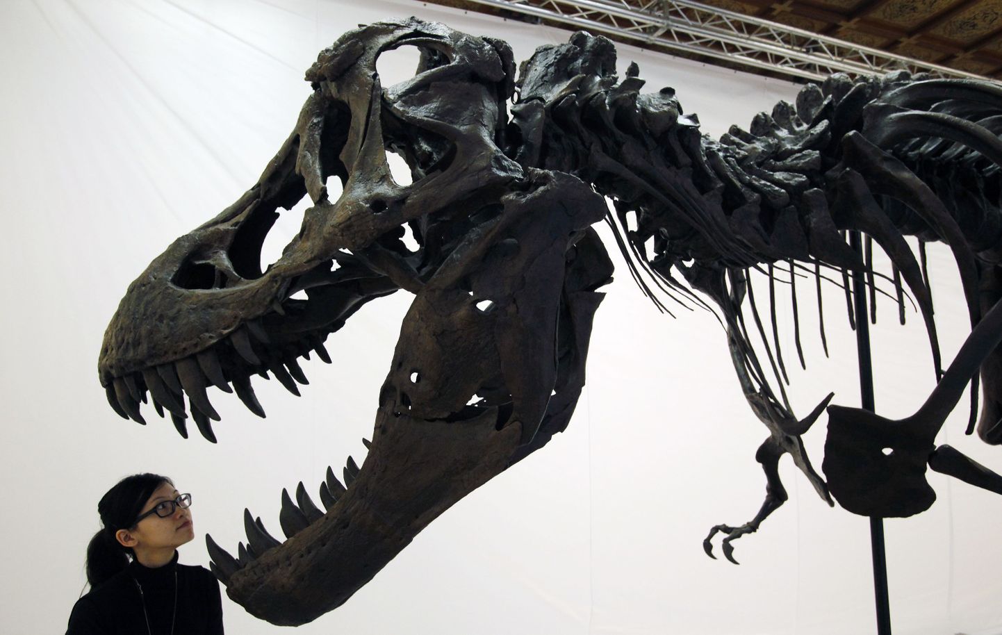 Tyrannosaurus rex´i fossiil