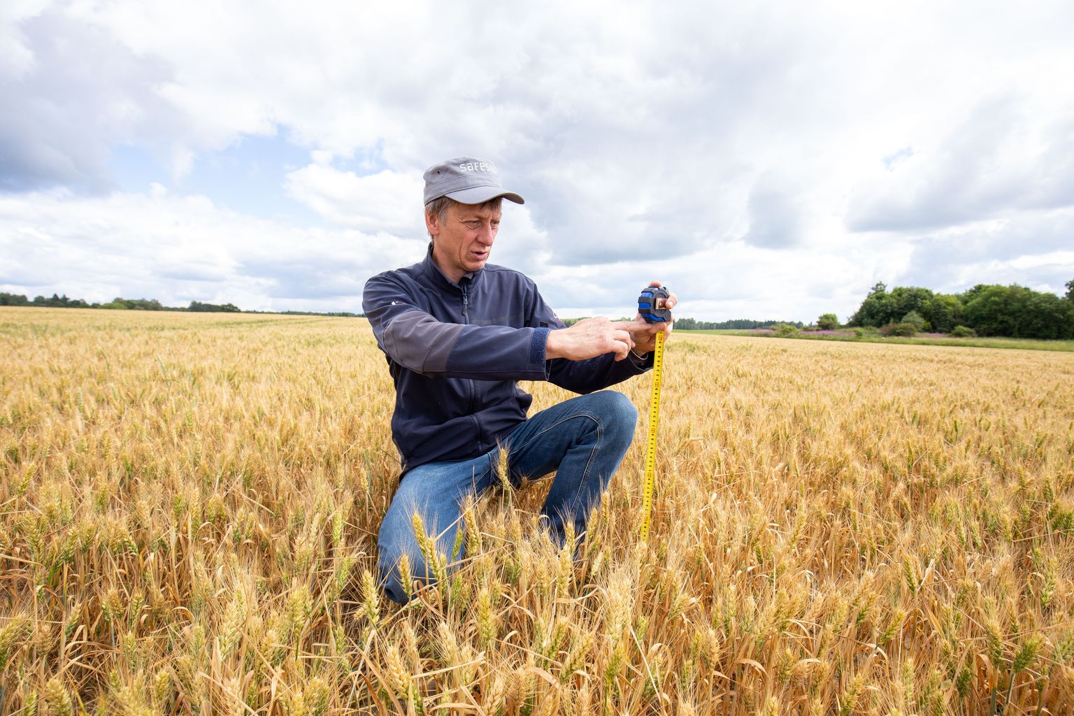 Põllumajandus, põud, vili, Metstaguse Agro OÜ juhatuse liige Teet Kallakmaa. Järva-Jaani. Pilt on illustreeriv.
Foto: Dmitri Kotjuh/ Järva Teataja