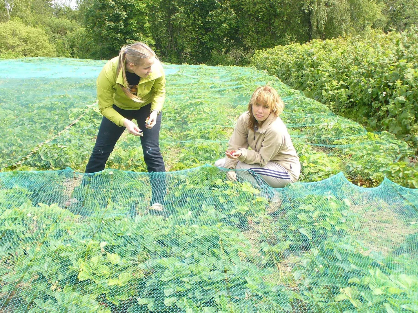 Helina (vasakul) ja Reili Kangro võrguga kaetud maasikamaal.