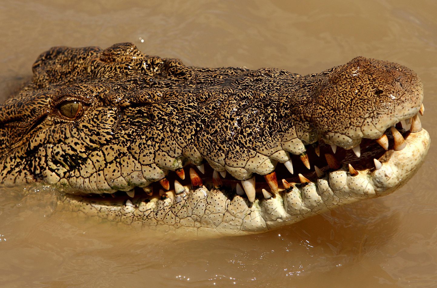 6,6-meetrise «terrorist-krokodilli» lugu