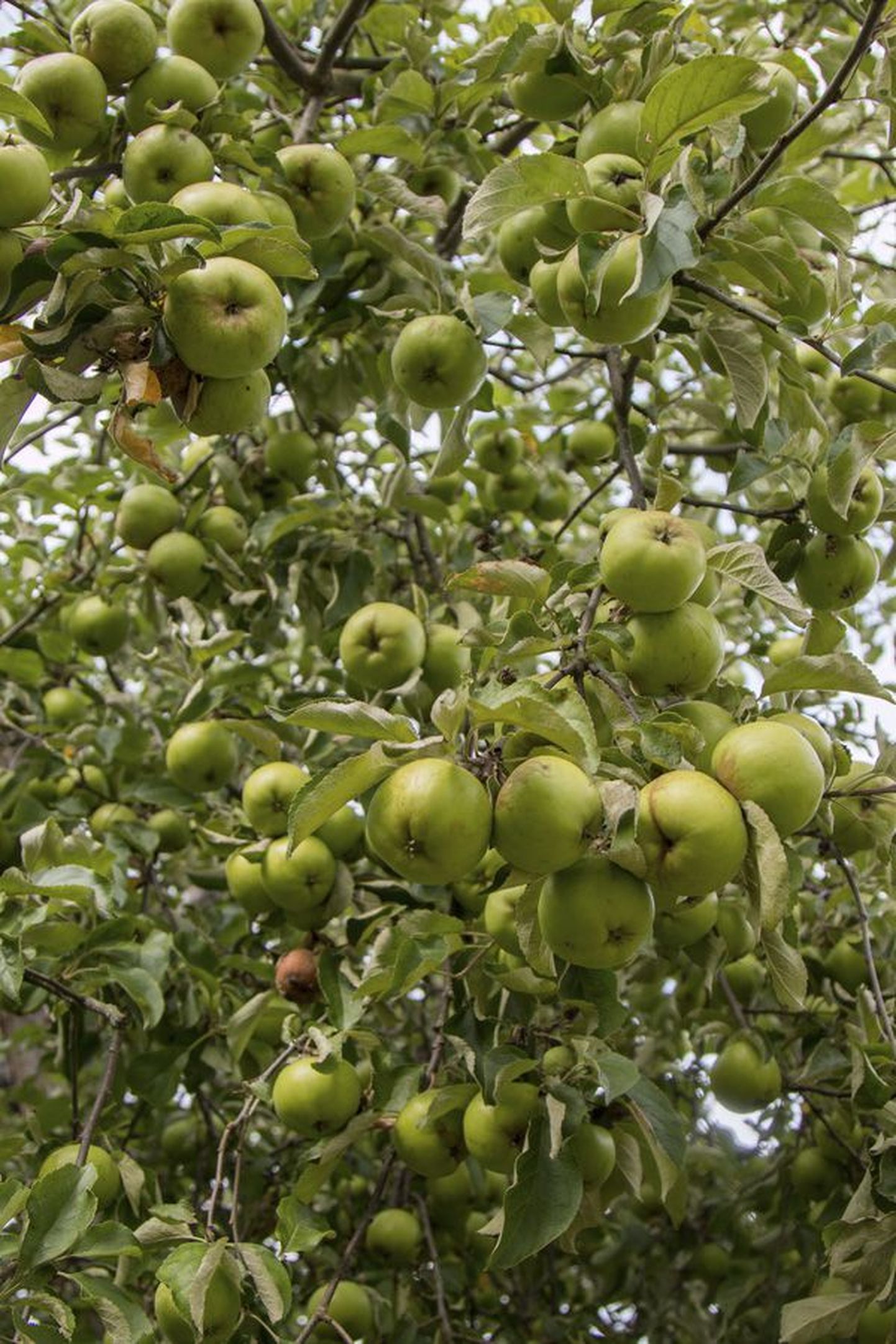 Peetrimõisa õunu täis aiad ootavad rallitajaid 13. septembril.