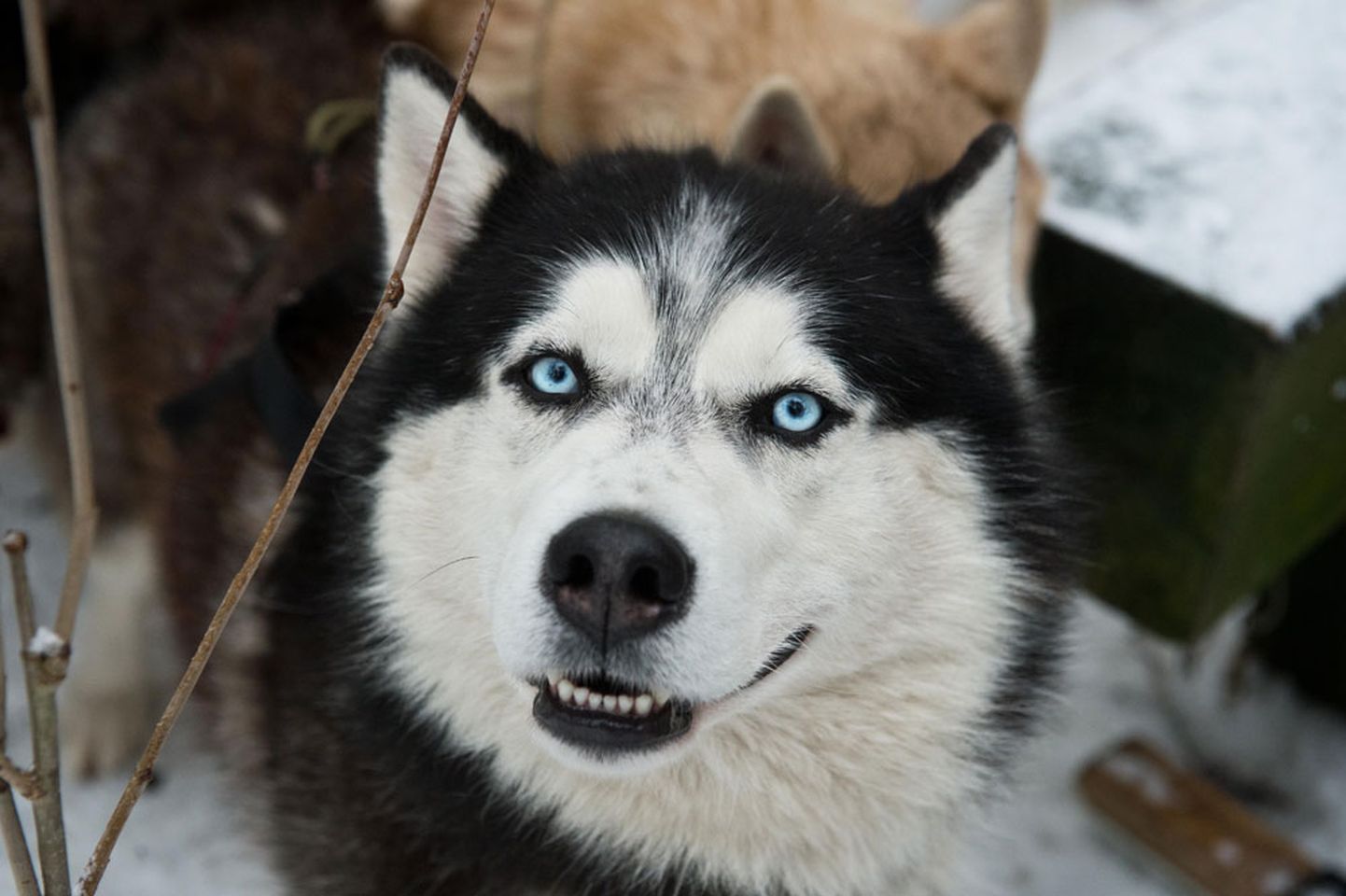 Siberi husky’del võivad olla sinised või pruunid silmad, vahel on aga üks sinine ja teine pruun.