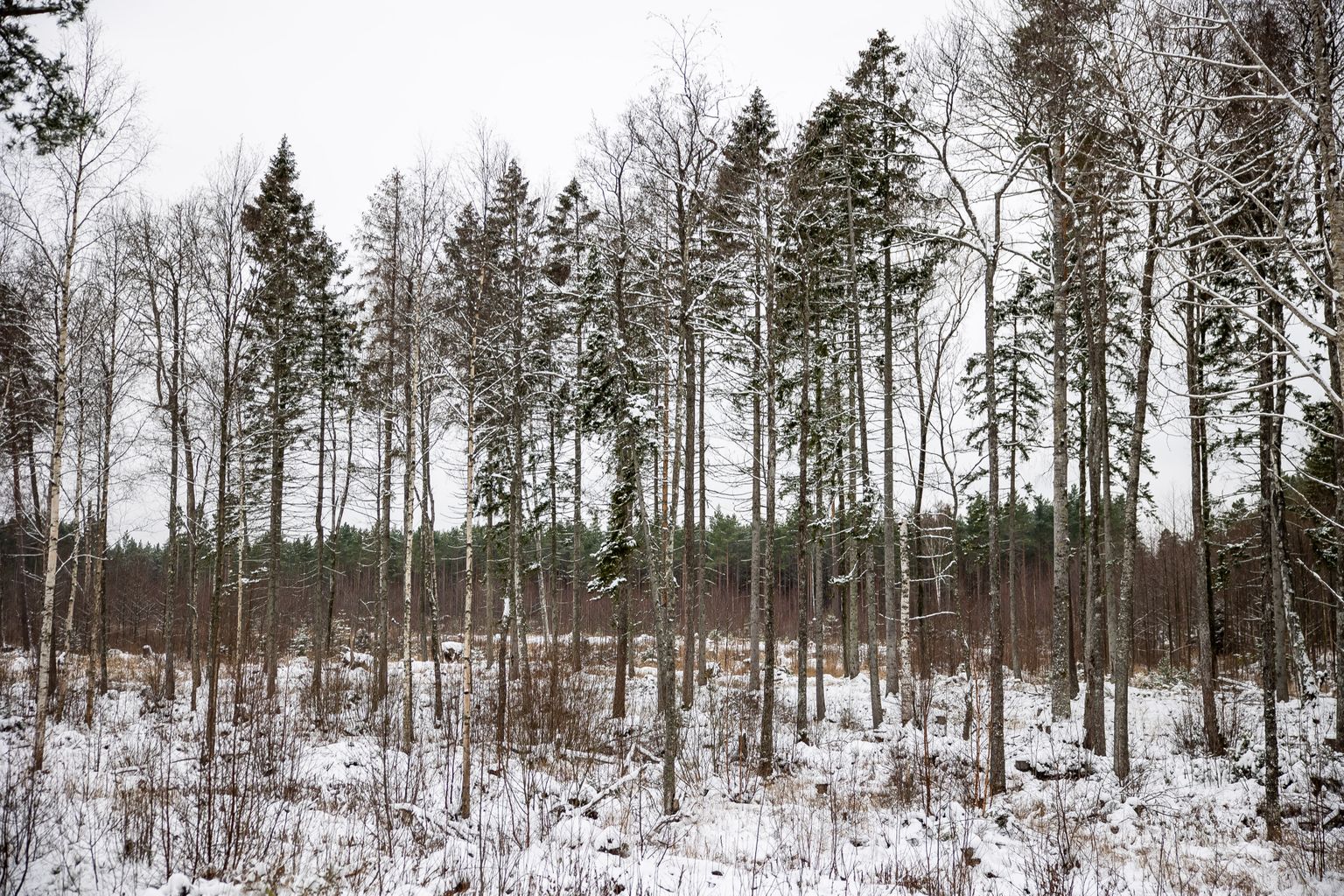 Пролесок вдоль дороги на Хийумаа. Фото иллюстративное.