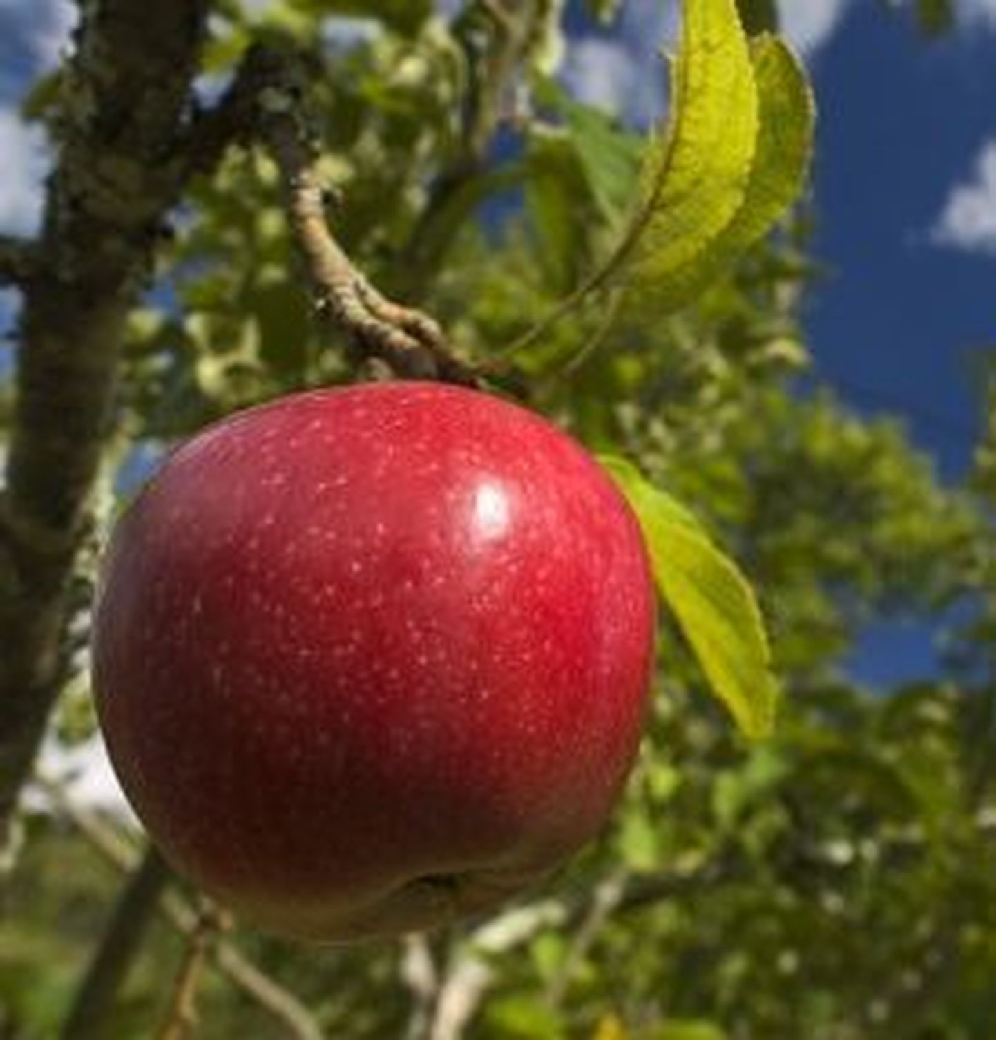Šveitsis aretati punase viljalihaga õunasort