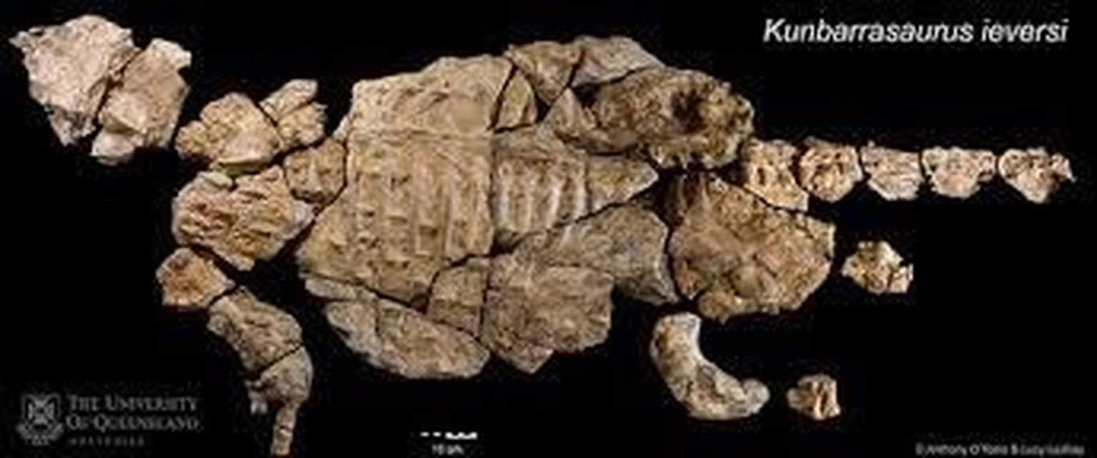 Kunbarrasaurus ieversi