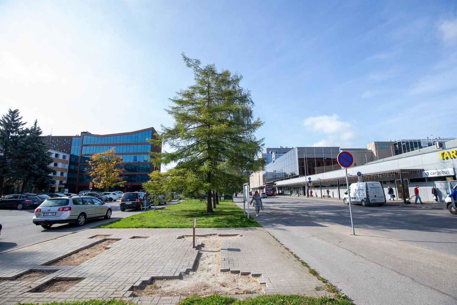 Soola tänava kergliiklustee ehituse käigus võetakse maha bussijaama vastas kasvavad seitse puud.