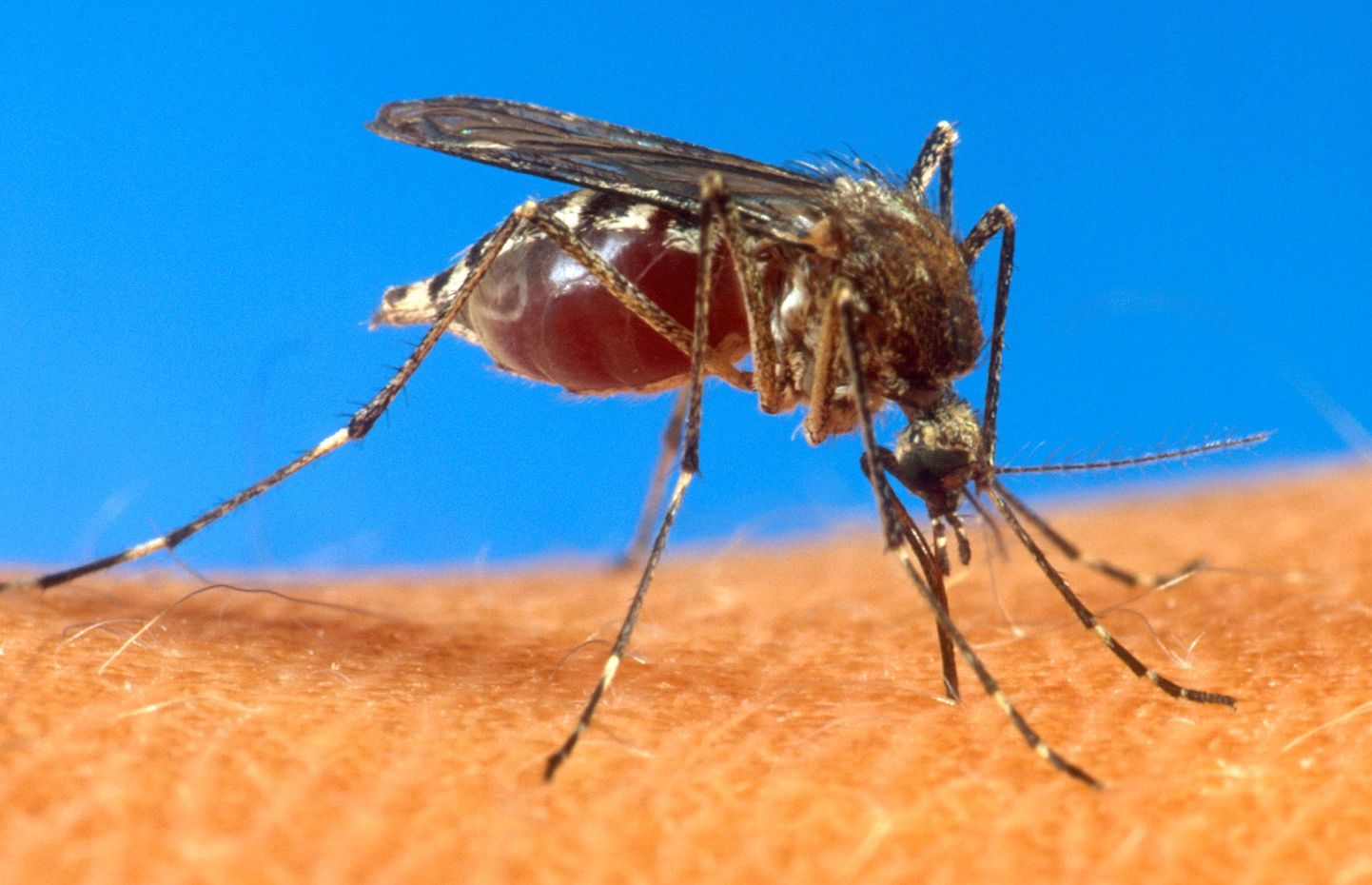 Malaariat põhjustab malaariaparasiit, kes satub inimese vereringesse sääse süljenäärmetest.