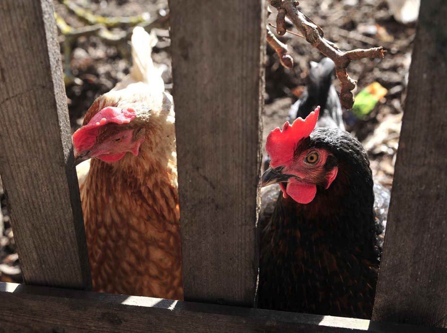 Vabalt peetavad kanad tunnevad ennast hästi ja sellest annab ilmselgelt tunnistust ka munade kvaliteet.
