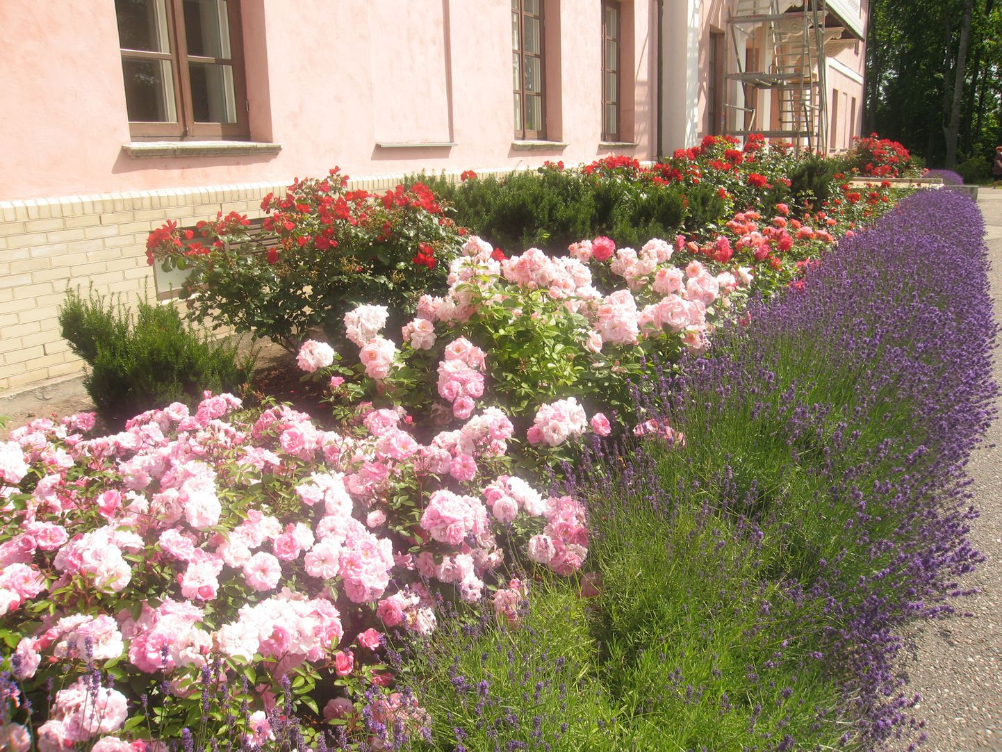 Roosid ja lavendlid Tõstamaa mõisa ees. Lavendel peletab roosidest eemale lehetäid.