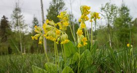 Nurmenukk (Primula veris)
