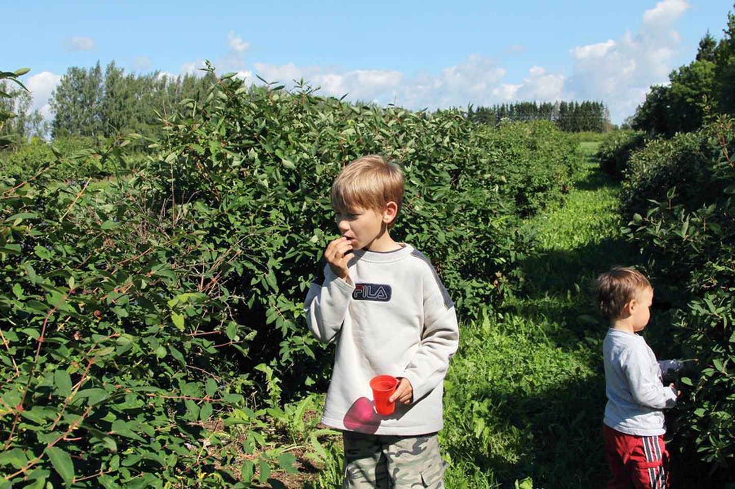 Polli teaduri Liina Aruse pojad, kaheksa-aastane Kristjan ja kaheaastane Marten olid vähe levinud marjakultuuri mekkides üksjagu elevil.