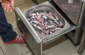 Kalamajaka praetud räimeliblikad värske karulaugusalatiga on inspiratsiooni saanud kevadest.