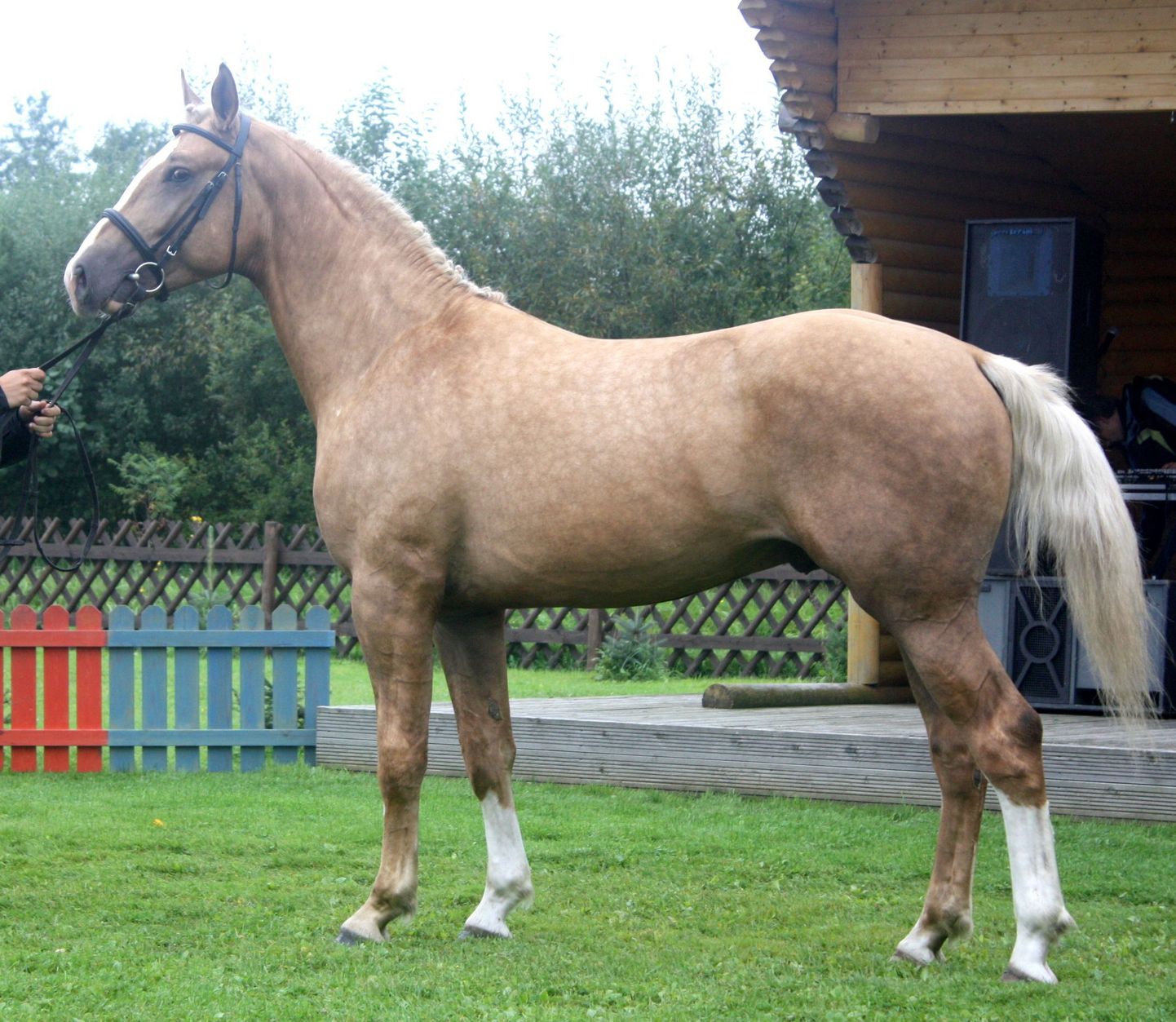 Eesti hobusekasvatajate selts loodab,et maamessi üheks tõmbenumbriks kujuneb 2010. aastal parimaks tori hobuseks valitud täkk Alderi eksponeerimine.