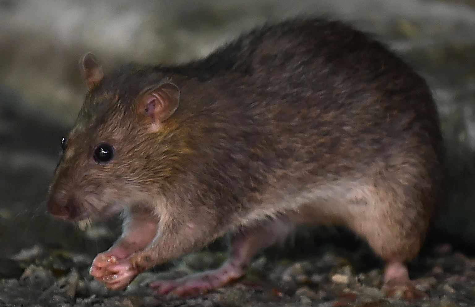 Rotid on inimesega kaasa levinud invasiivne liik. Näiteks laamendavad nad Uus-Meremaal, kuna varem seal nii suuri kiskjaid ei elanud ja toidulaud oli saabudes külluslikult kaetud.