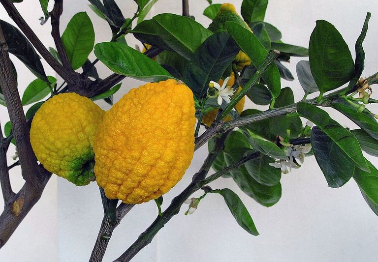 Näsaviljaline sidrunipuu (Citrus medica) / wikipedia.org