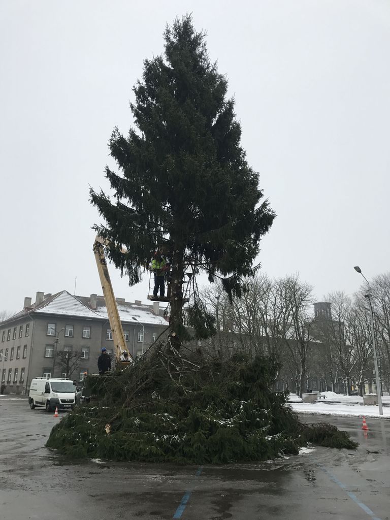 Pärnu Keskväljakul kõrgunud jõulupuu võeti maha.
