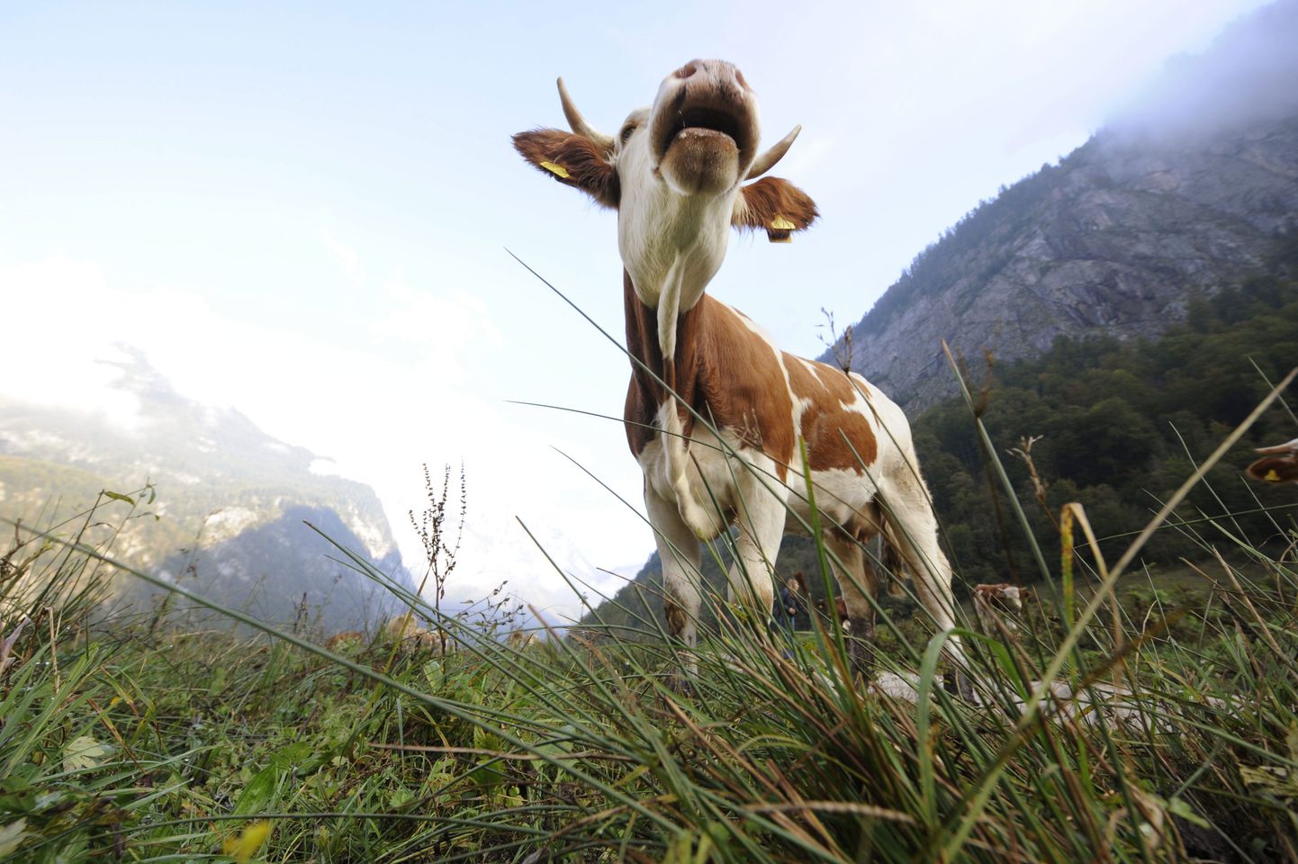 Lehma leidjale on välja pandud 10 000 eurot