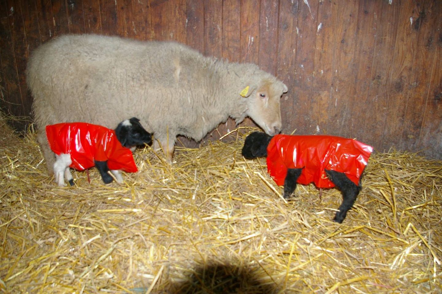 Täna hommikul Pärnu külje all Sauga vallas Kiisa külas Nurmenuku talus sündinud lambatalled said külmakaitseks vestid selga.