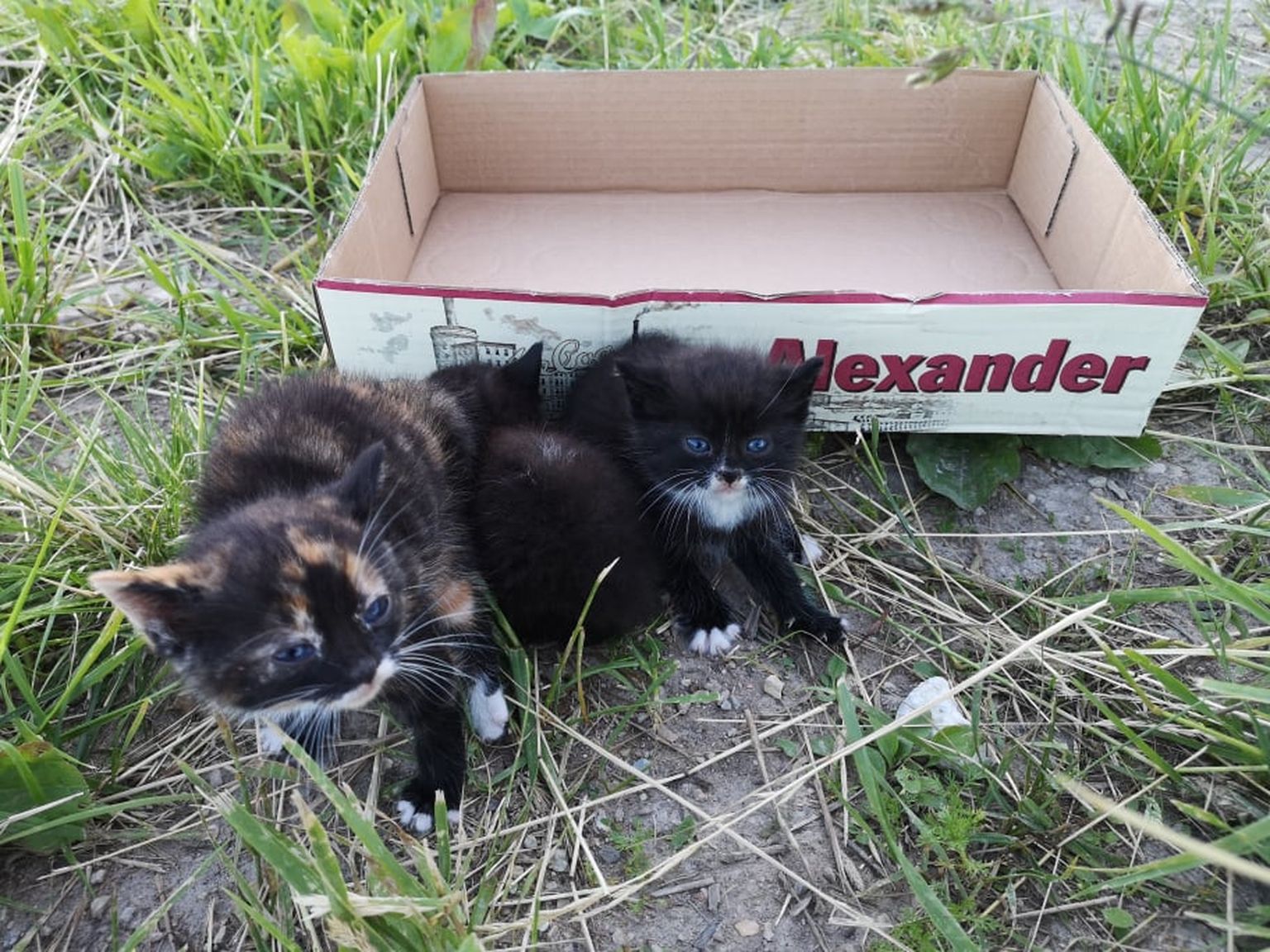 Котята.