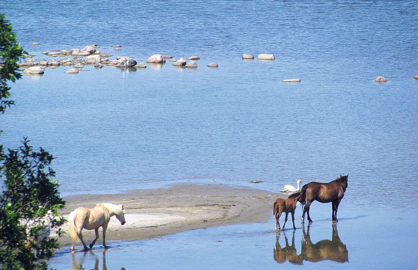 Muhus aitavad rannikut kinnikasvamisest päästa hobused, kes Üügu panga all mõnuga mere ääreski jalutavad.