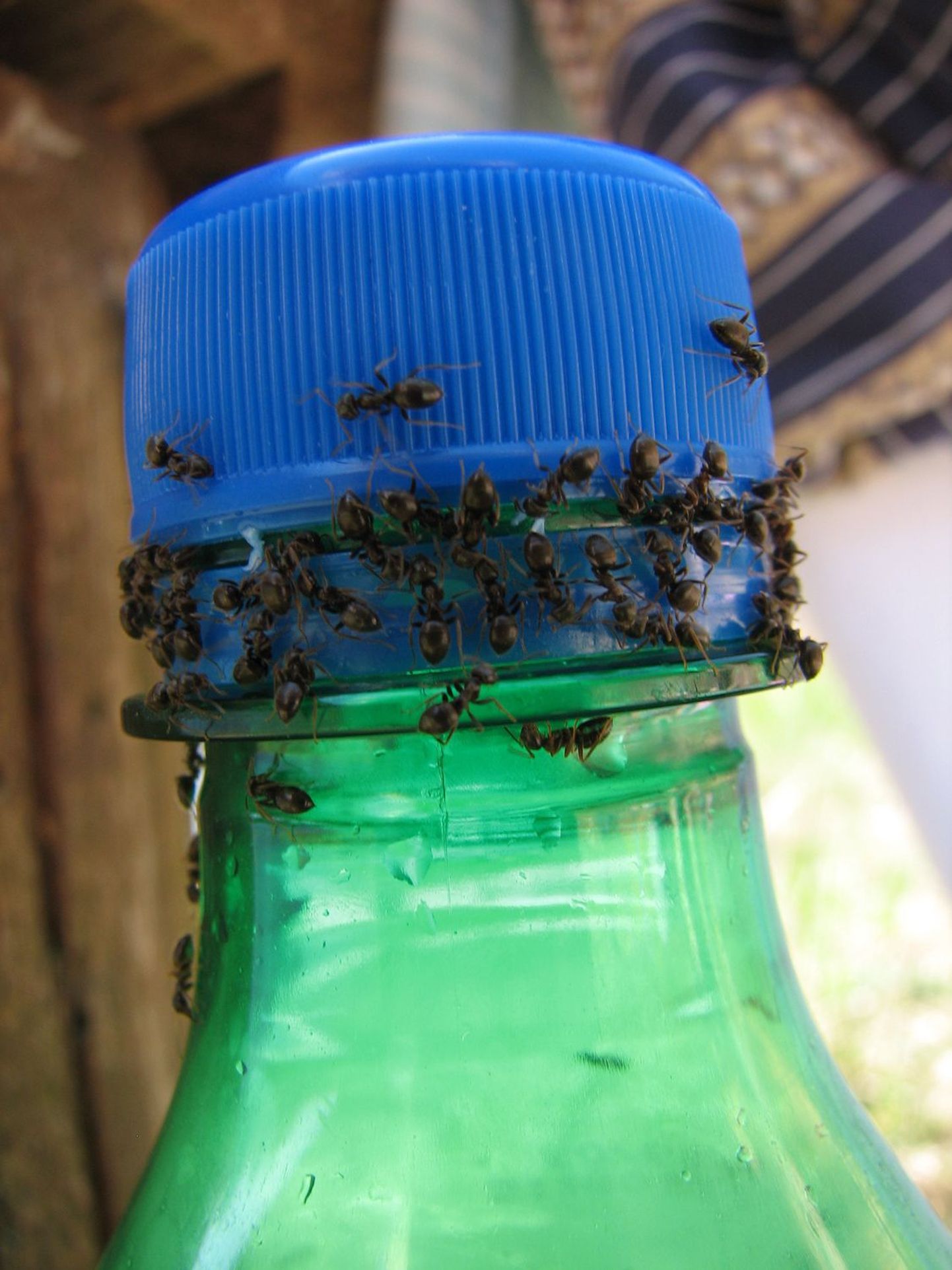 Sipelgaid meelitavad ligi ka magusad joogid. Sestap tasub hoolitseda selle eest, et joogipudel kindlalt suletud saaks.