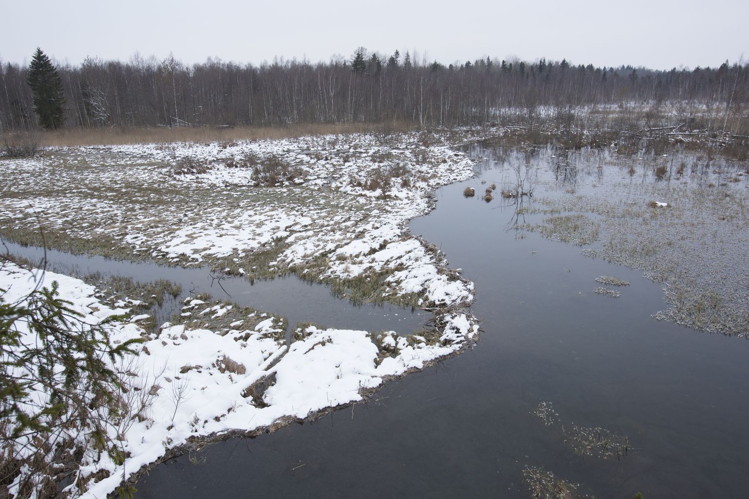 Эстнаская плотина, построенная бобрами.