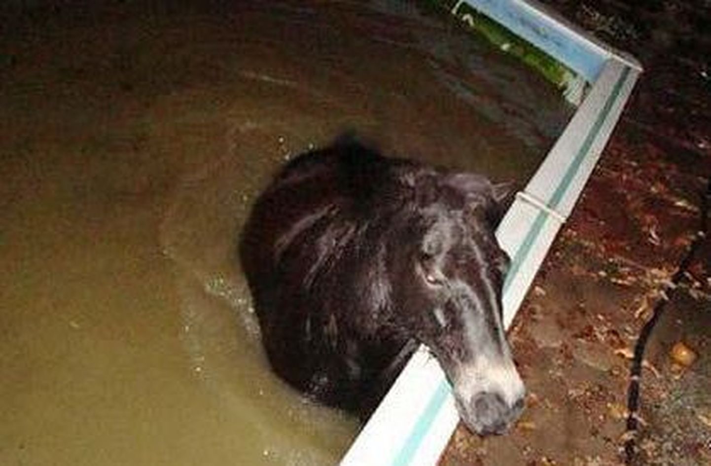 Joobes poni kukkus basseini