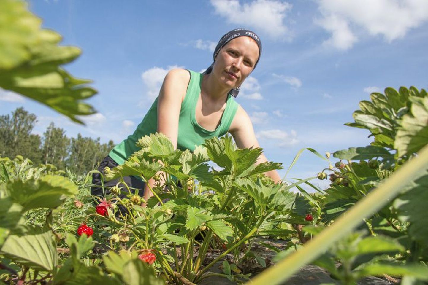 Rakvere külje all Roodeväljal on Antsu Maa OÜ maasikapõllul esimene korjesuvi. Perenaise Liis Lille sõnul on maasikate vastu huvi väga suur. Abiline Triin Truss (pildil) ütleb, et töö konti ei murra.