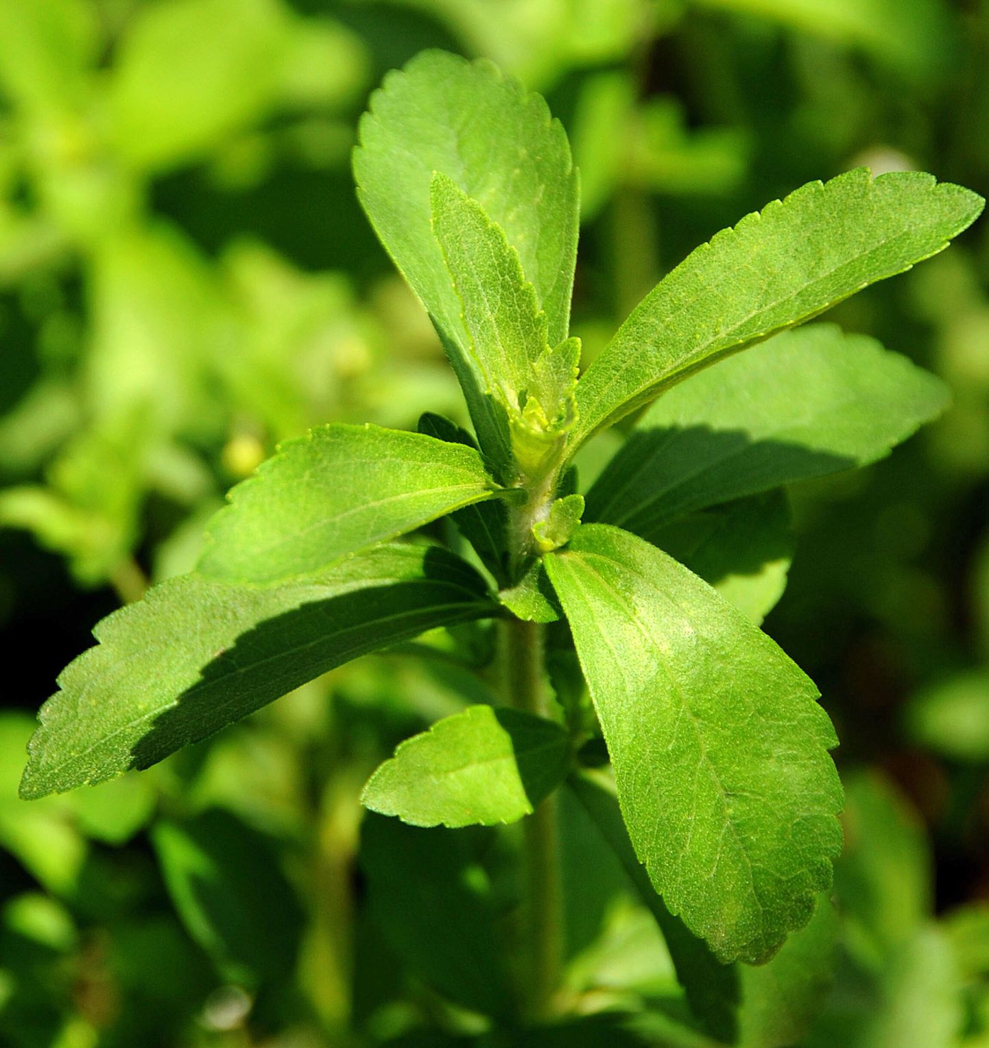 Stevia on populaarne alternatiiv aspartaamile