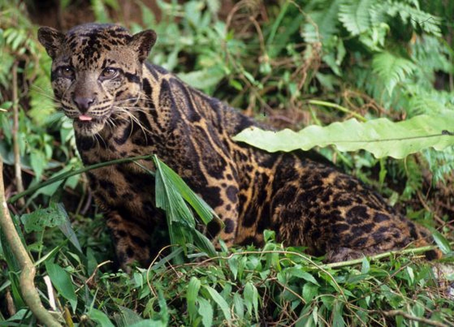 Leopard vallutas peaministri aia