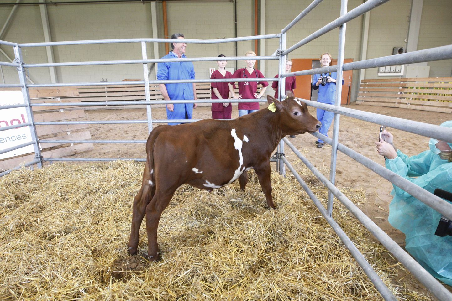 Eelmisel nädalal esitleti EMÜ veterinaarmeditsiini ja loomakasvatuse instituudis transgeenset kloonvasikat nimega Juuni.