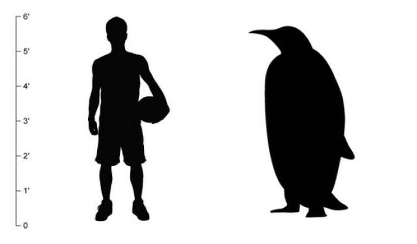 35 miljonit aastat tagasi elanud pingviin oleks sobinud korvpalluriks