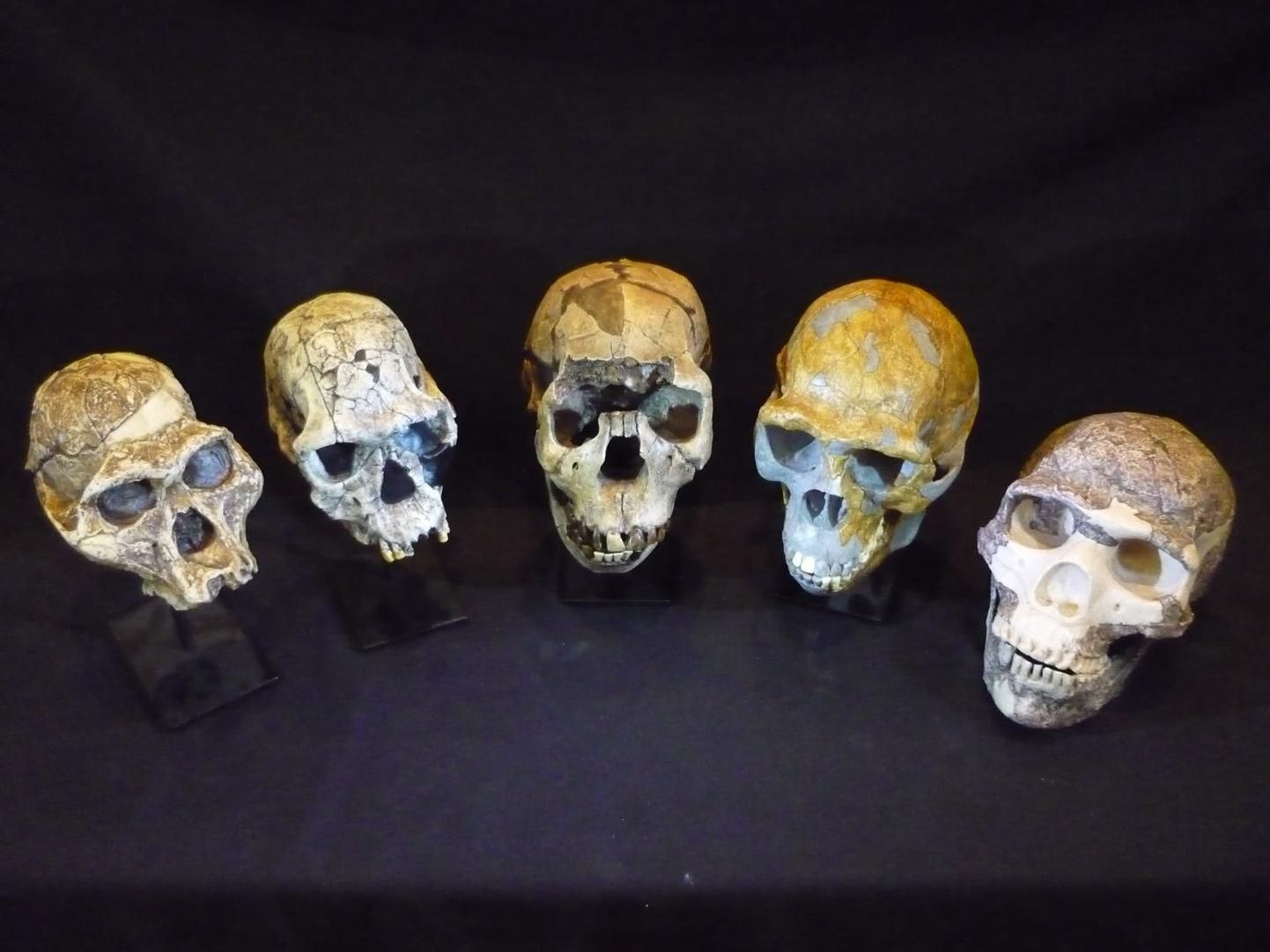 Näide uuritud koljudest. Vasakult paremale: Australopithecus afarensis, Homo habilis, Homo ergaster, Homo erectus ja Homo neanderthalensis.