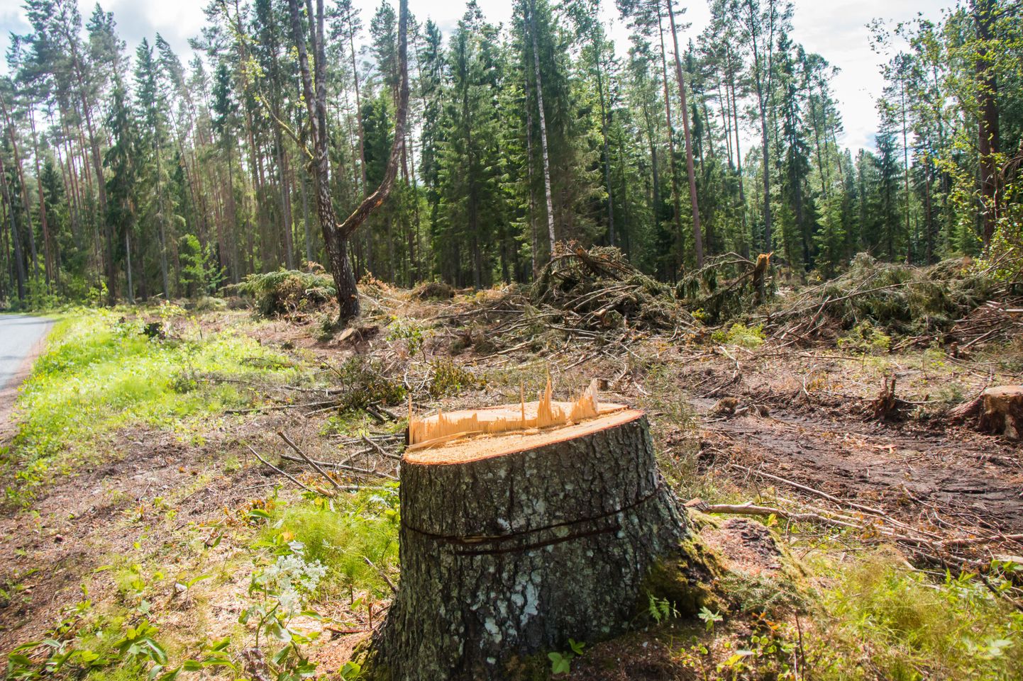 Eesti puidu väärindamine on teretulnud, kuid praeguste pealiskaudsete andmete põhjal tehtud analüüside põhjal on küsitav, kas Emajõgi kannaks välja tehasest tuleva lisareostuse.