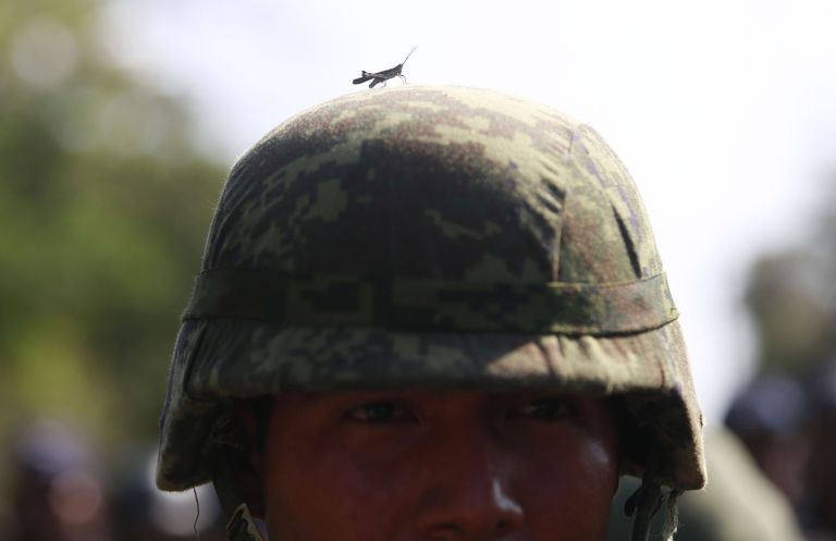 Rohutirts Mehhiko sõduri kiivril. Allikas: Scanpix