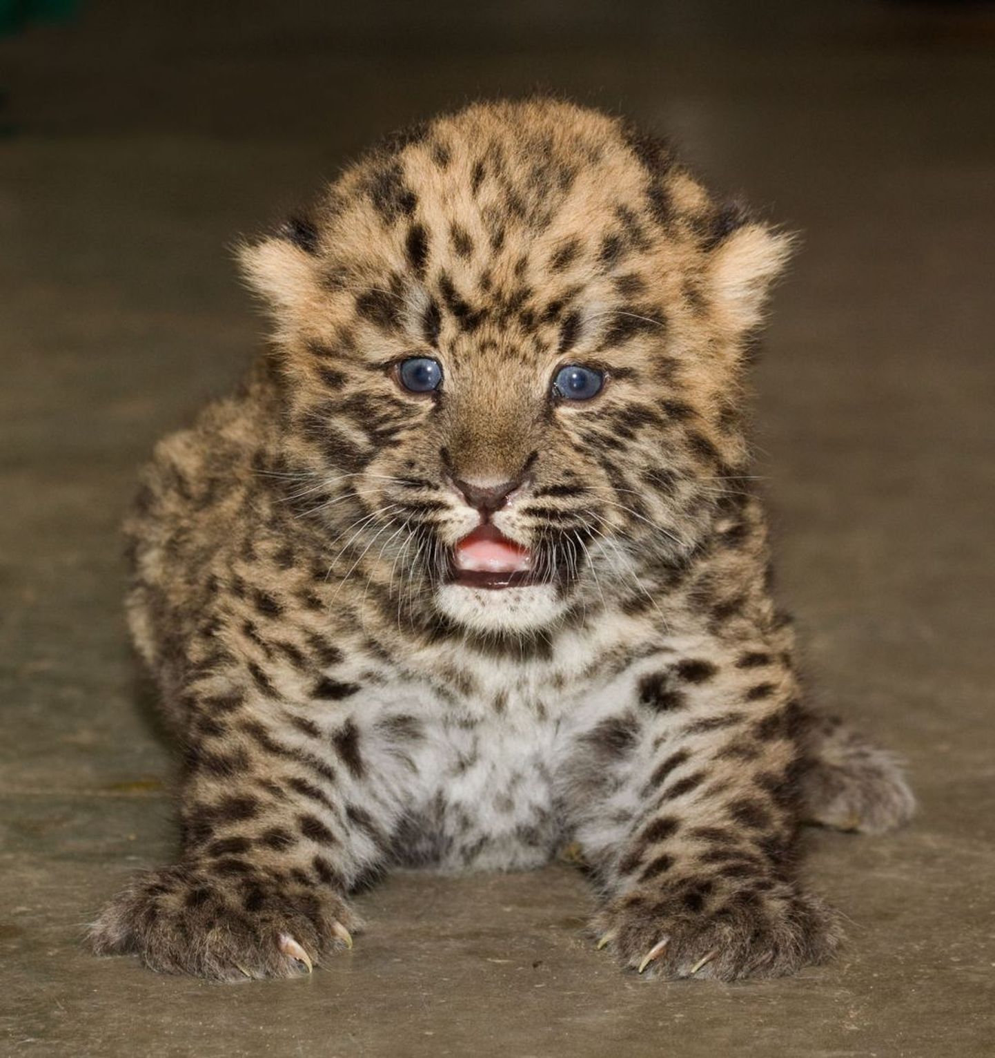 Tänavu aprillis sündinud amuuri leopardi kutsikas.