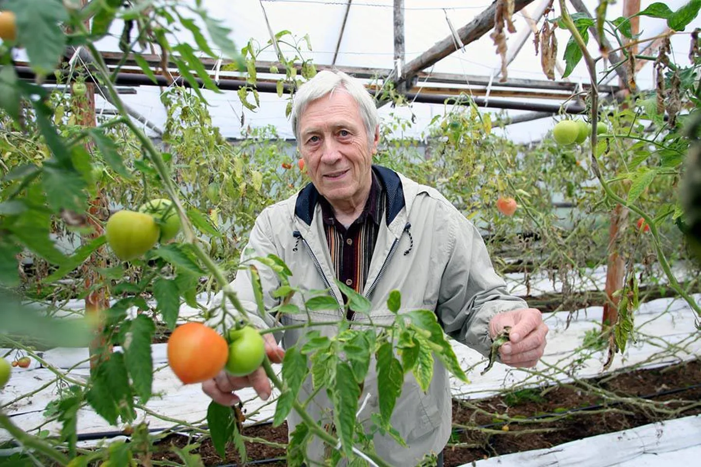 Kalju Siili kinnitust mööda on Eesti väikeaiandite tomatid märksa maitsvamad ja tervislikumad kui lõunapoolsetest riikidest sissetoodav köögivili.