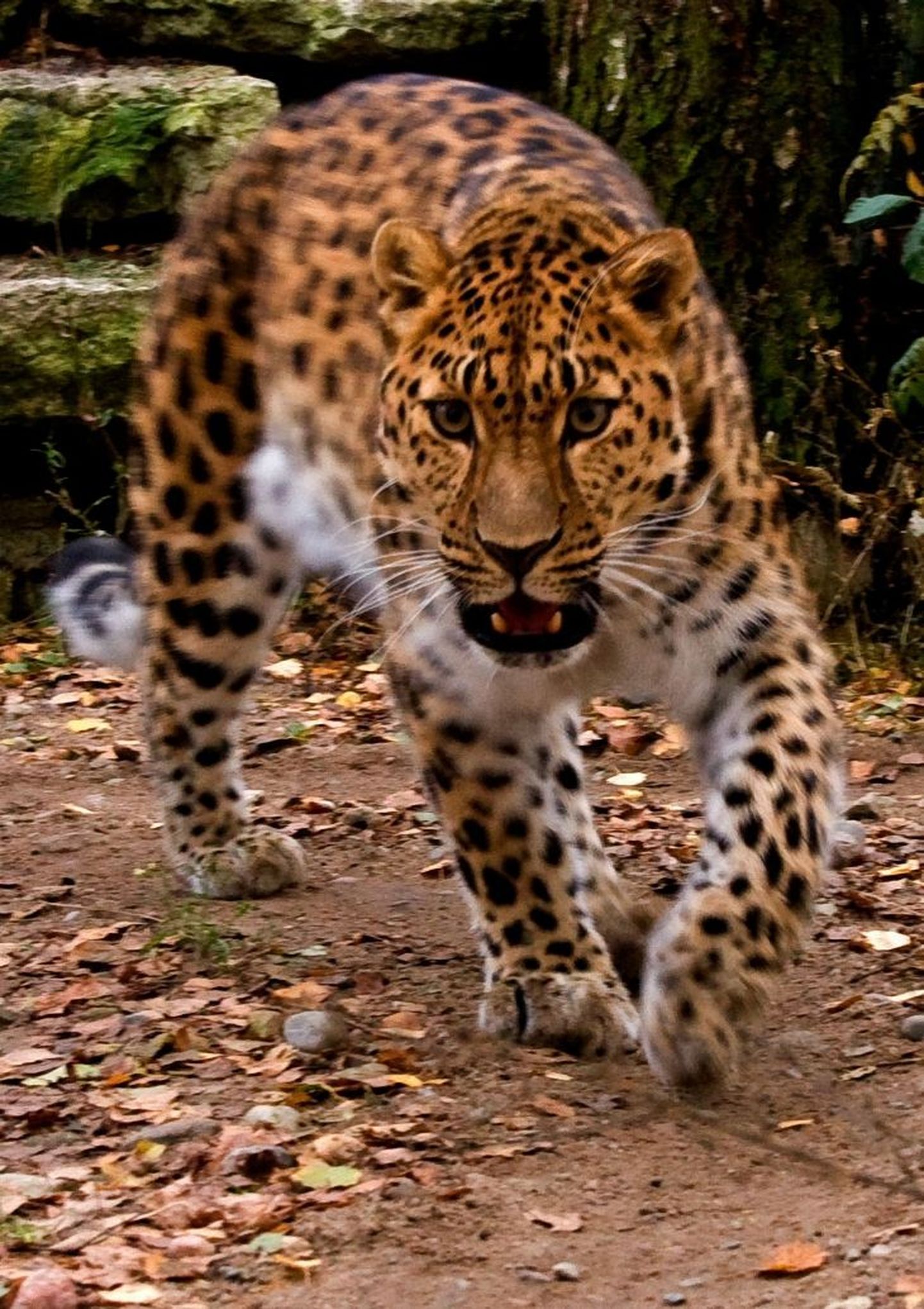 Amuuri leopard