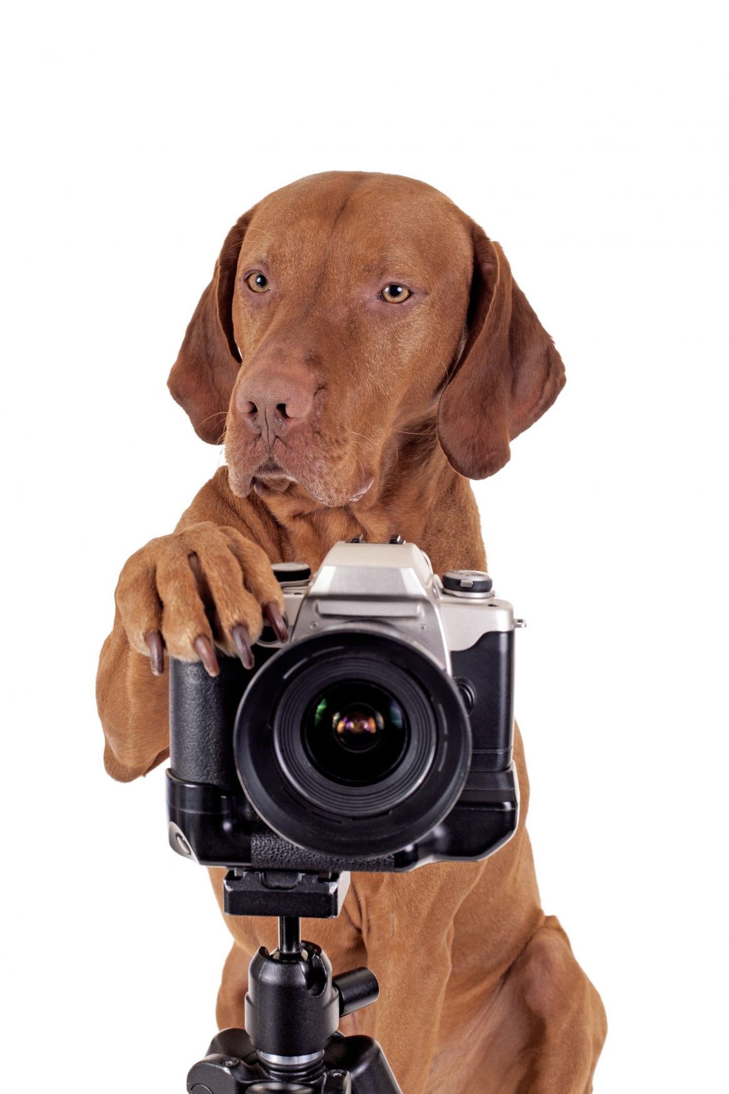 Koer ja kaamera.