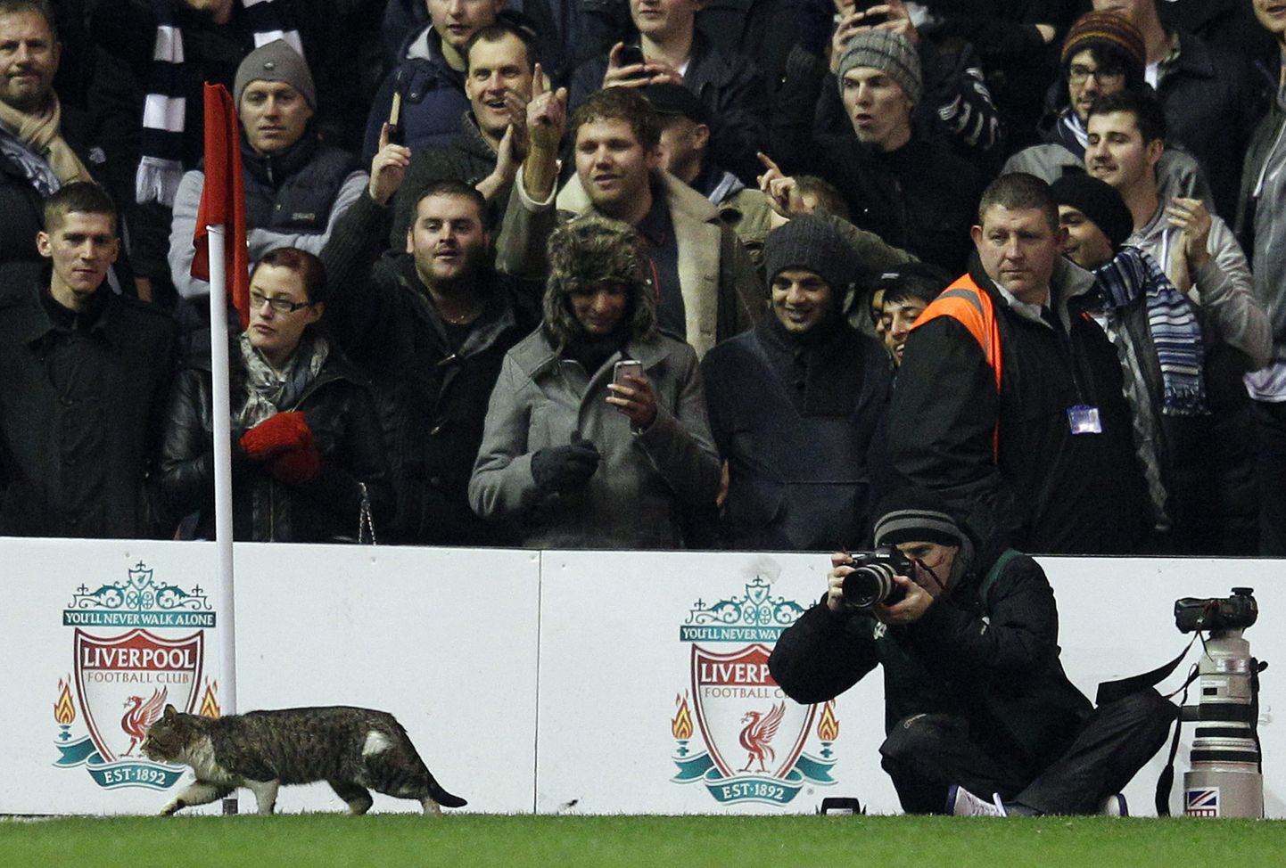 Kass FC Liverpooli ja Tottenham Hotspuri vahelisel kohtumisel.