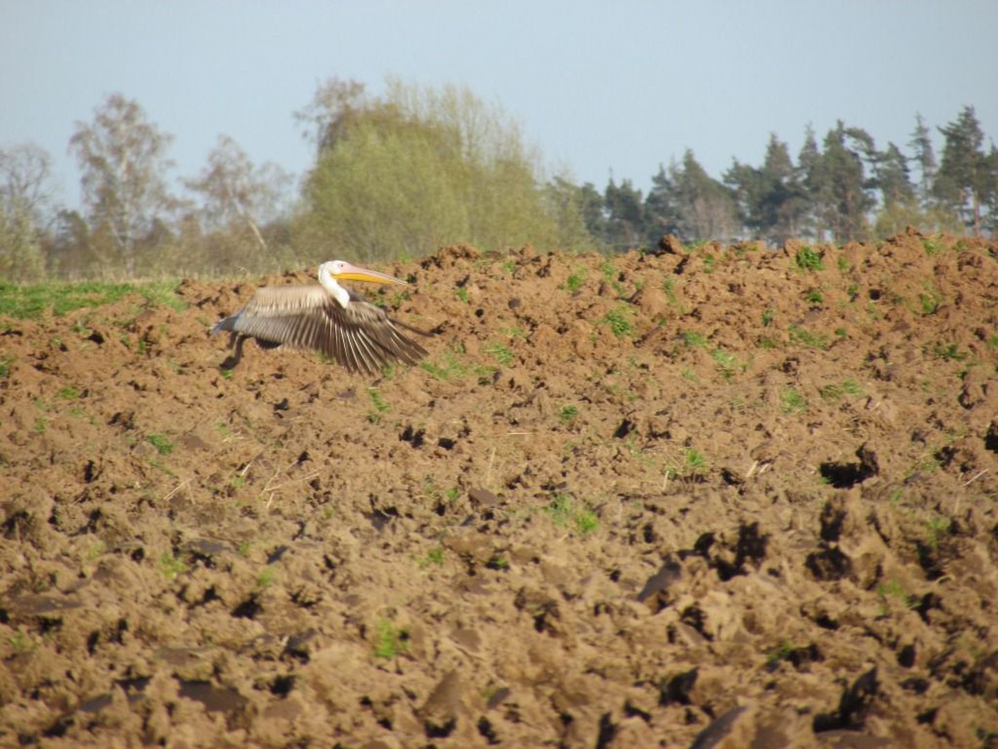 Linnuvaatleja Riho Männikul õnnestus pildistada Viljandimaa põldudel elutsevat pelikani. Eestis haruldane lind liigub koos kurgedega.