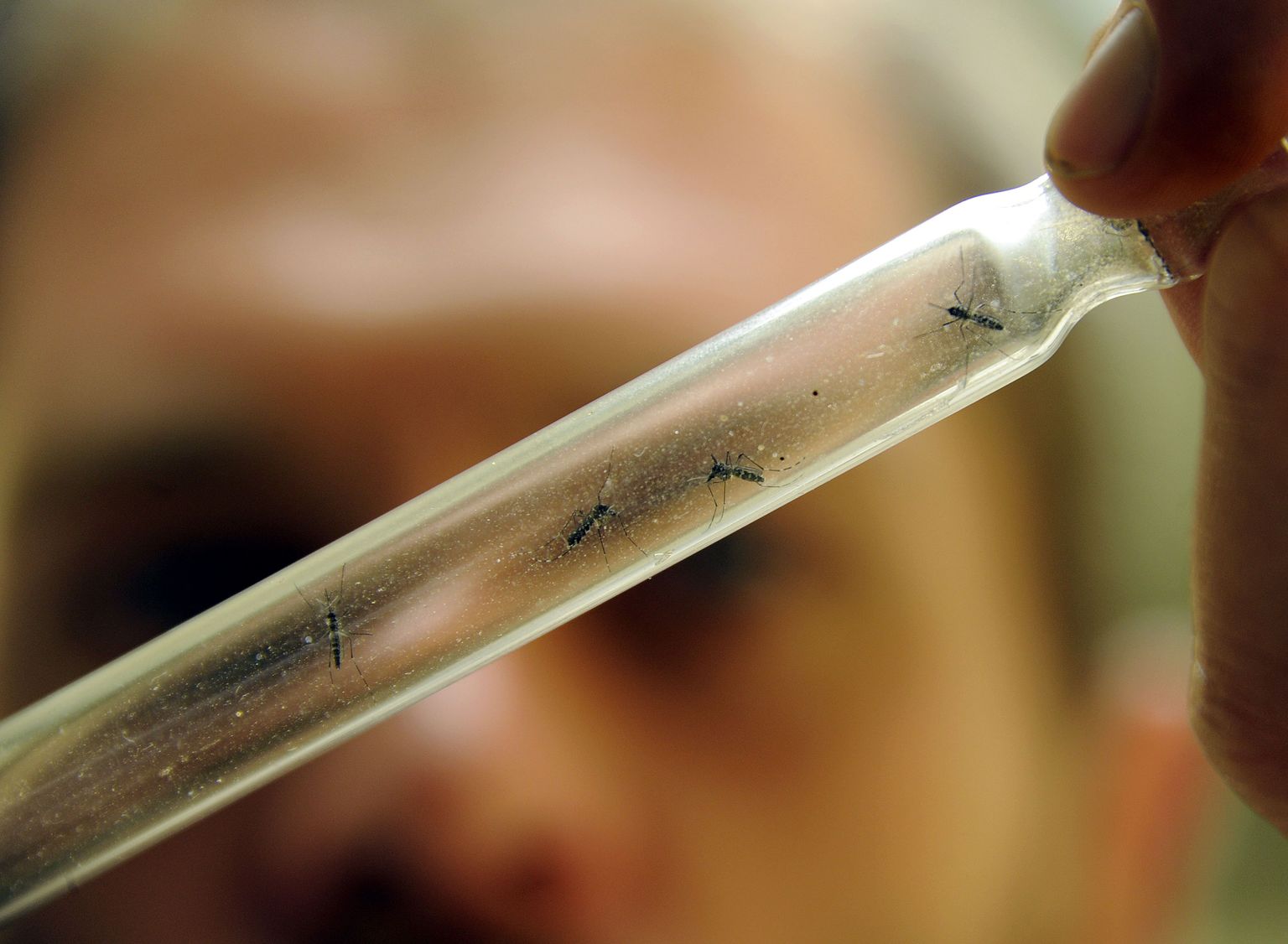 Madeiralt leiti 2005. aastal dengue`i palavikku edasi kandvaid Aedes aegypti ja Aedes albopictus sääski