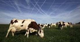 Fighters disturbing cows' dalliance